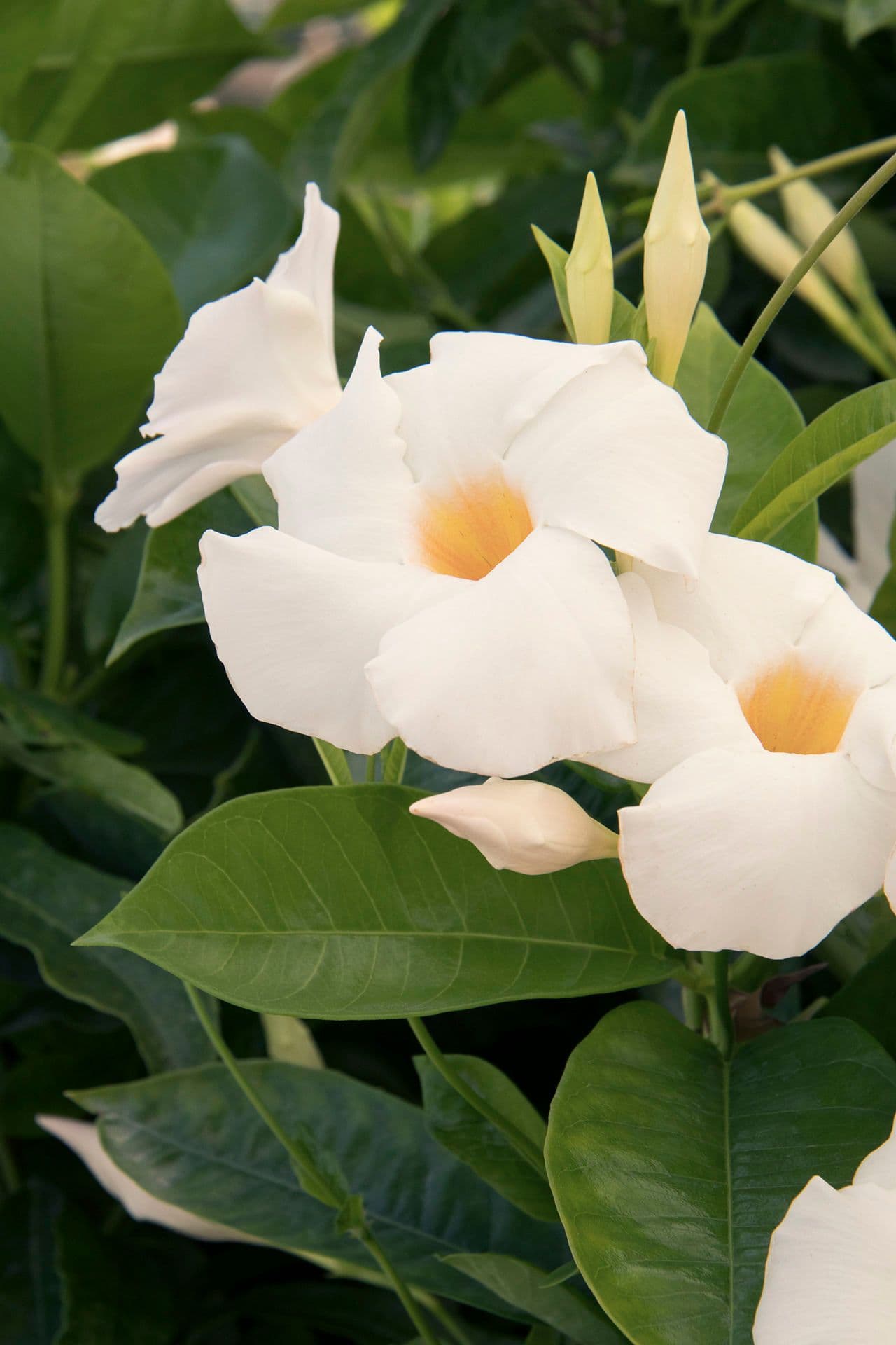 Mandevilla HB Sundenia White