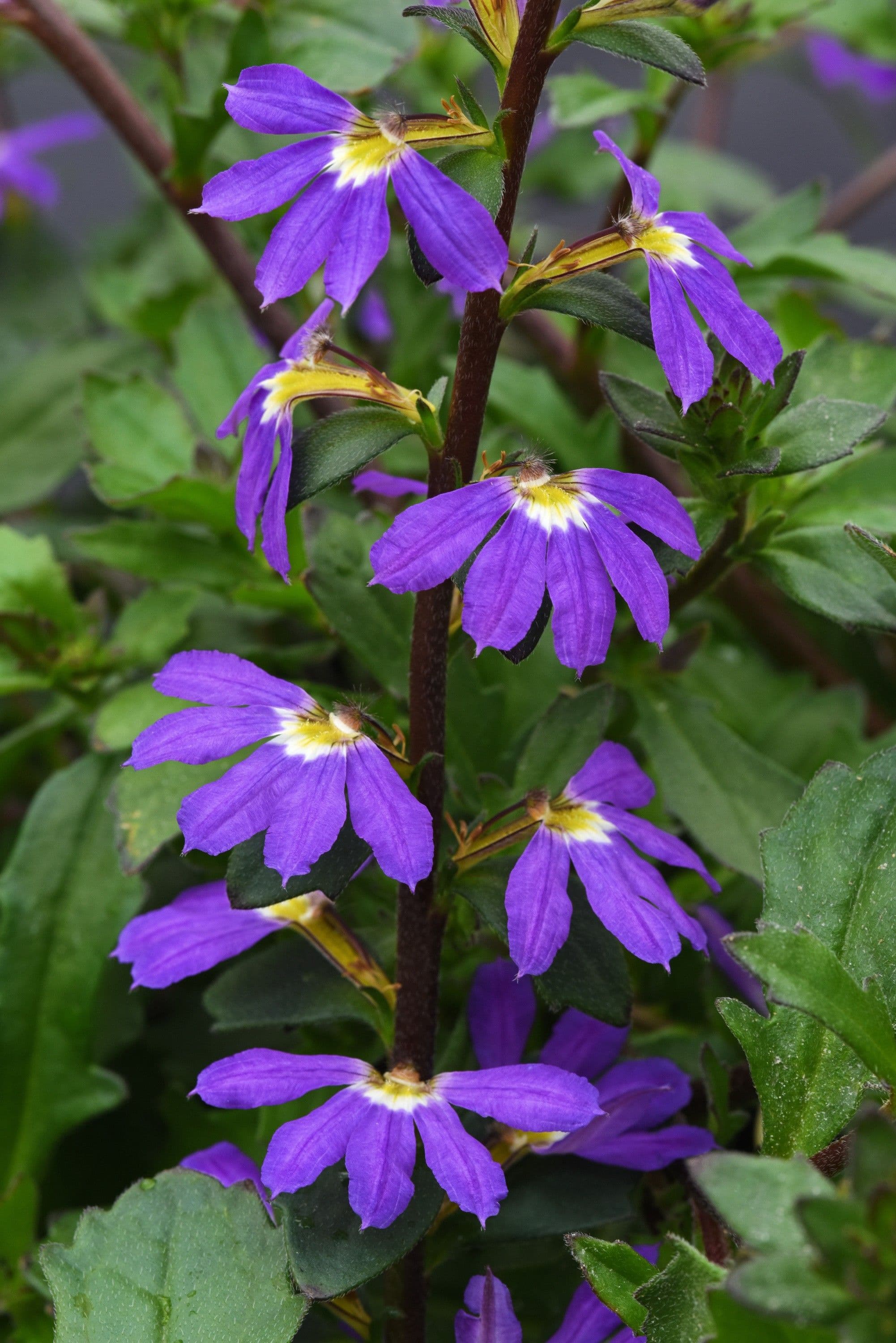 Scaevola Blazen Blue