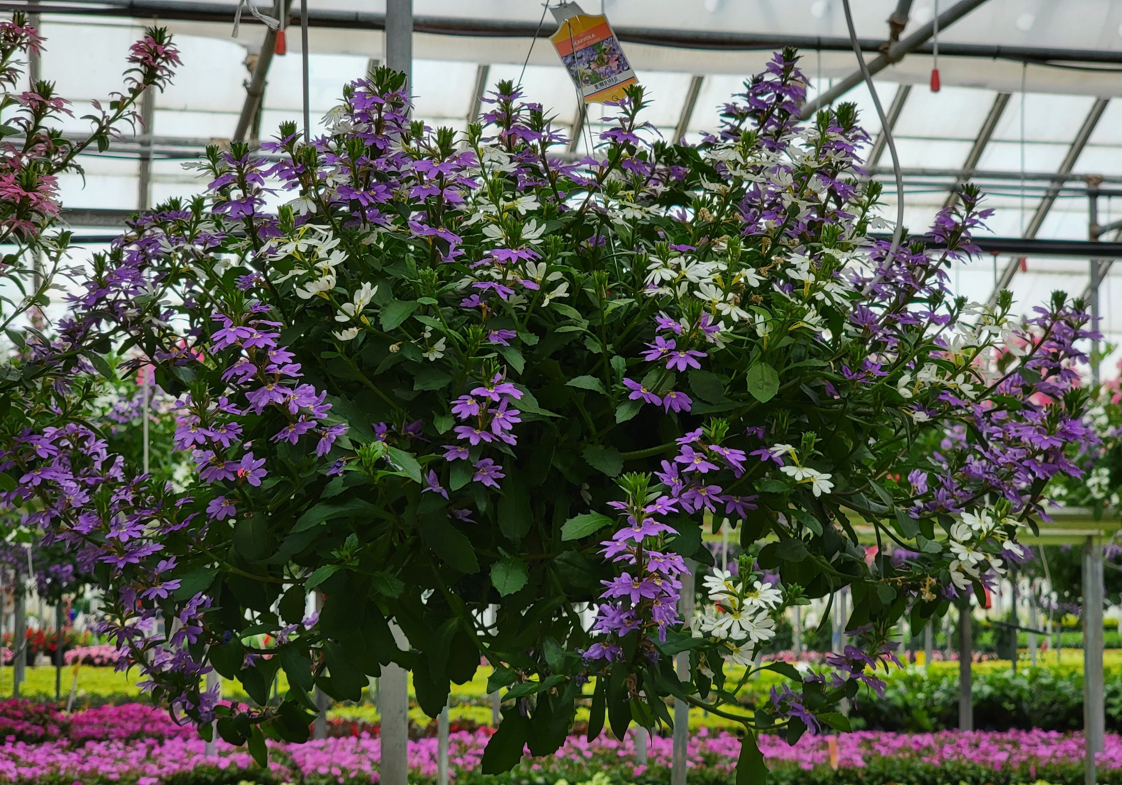 Scaevola Scampi Blue