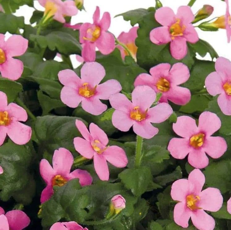 Bacopa Bahia Pink