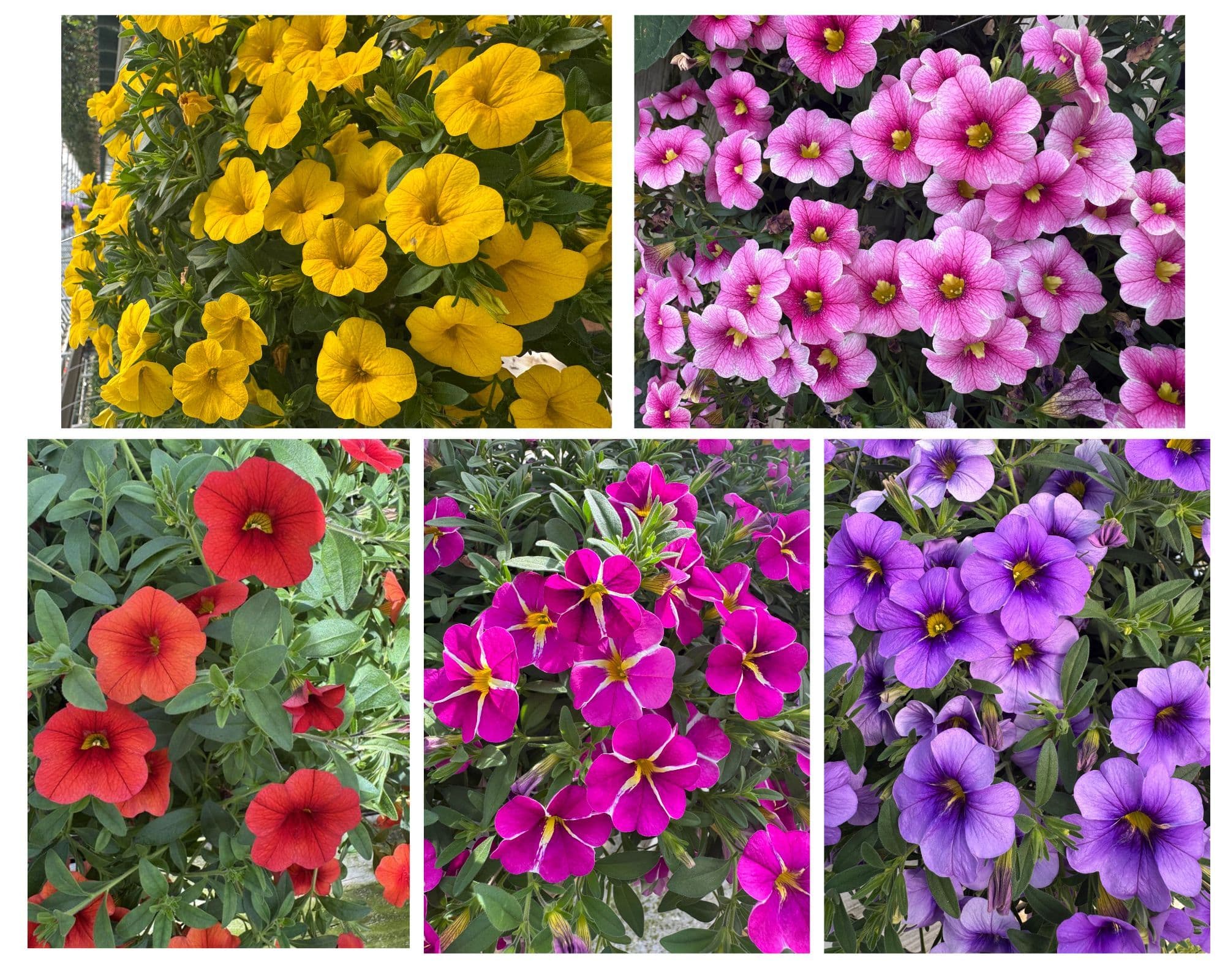 Calibrachoa Cabaret Assorted