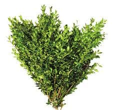 Boxwood English Variegated Bunch