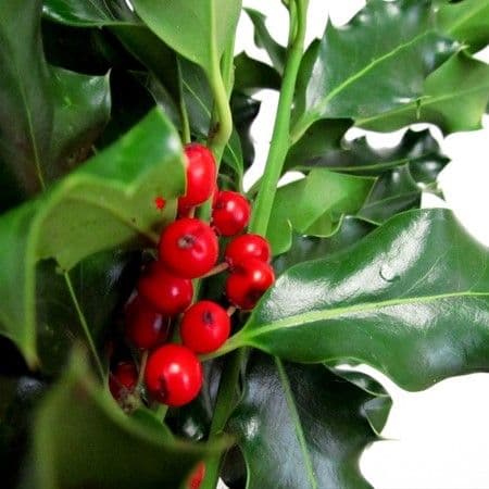 Holly Variegated 10# Case