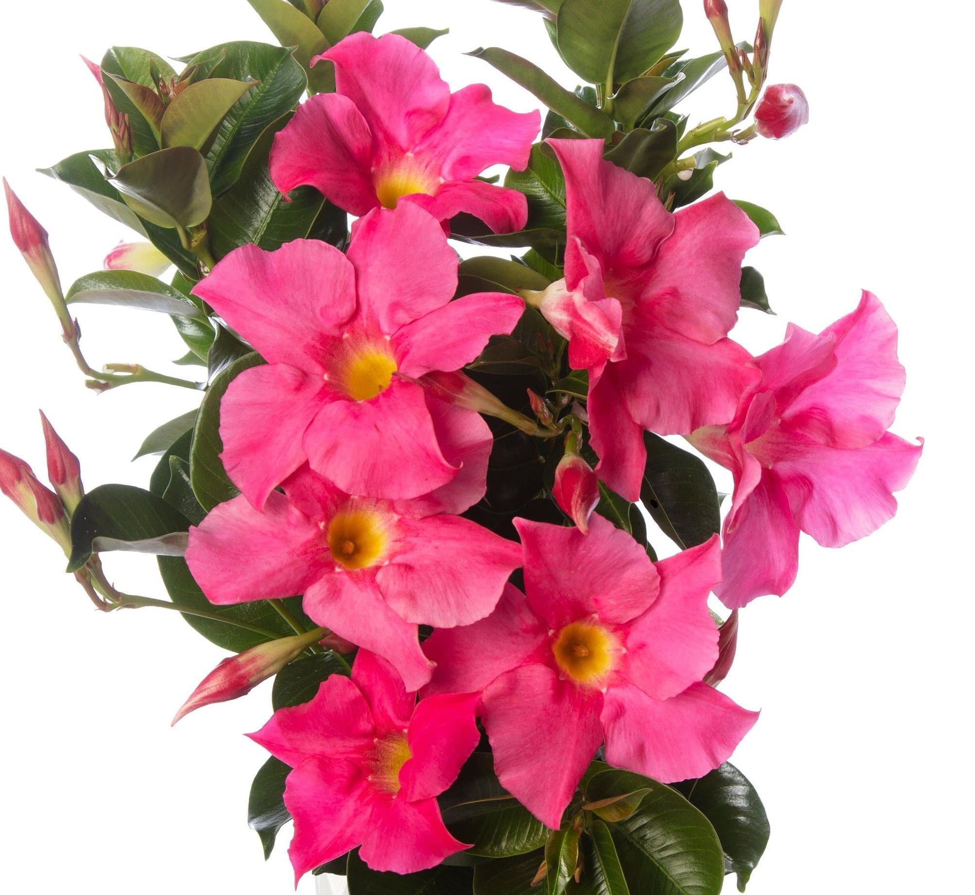 Mandevilla HB Madinia Petite Pink