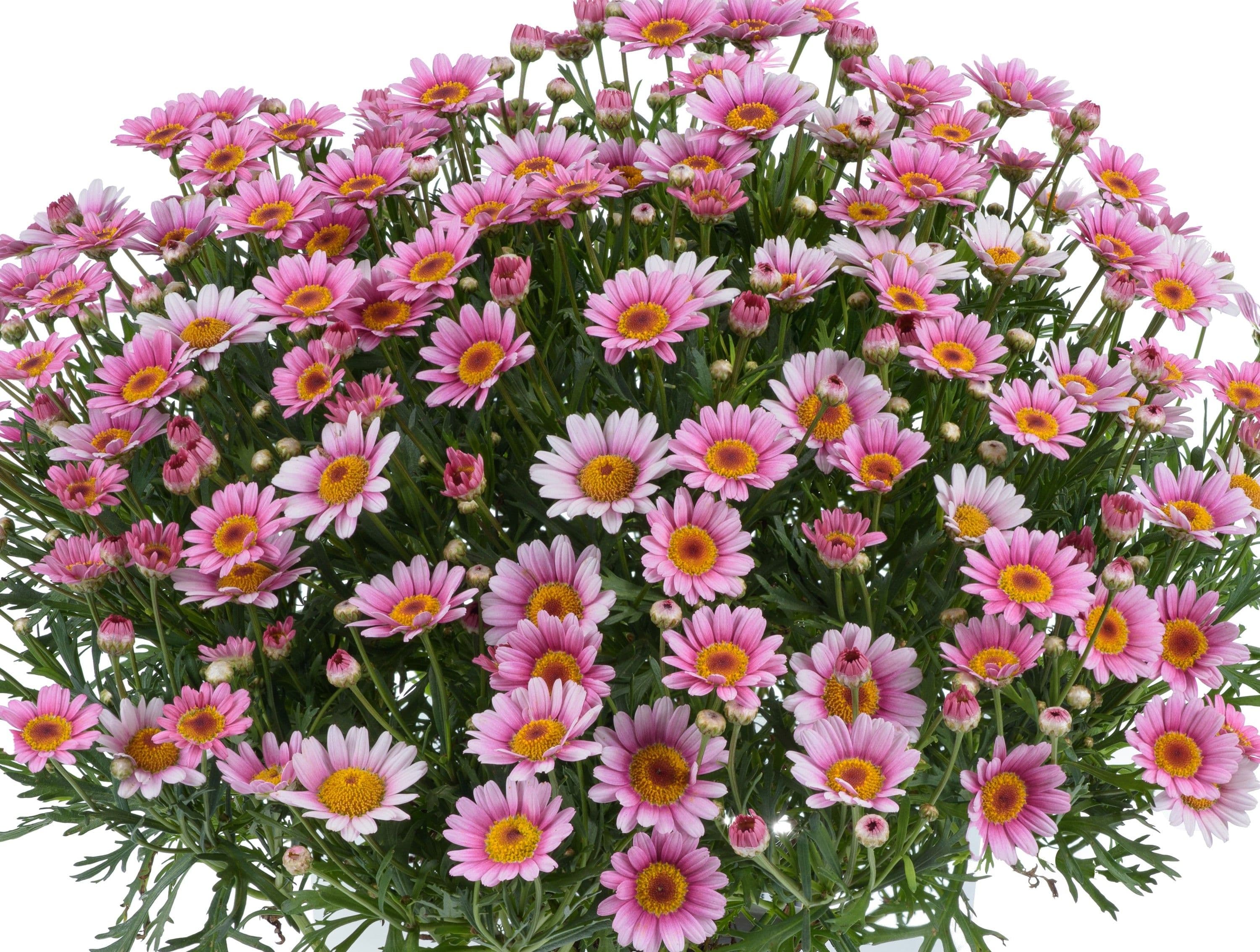 Argyranthemum Lollies Marshmallow Pink