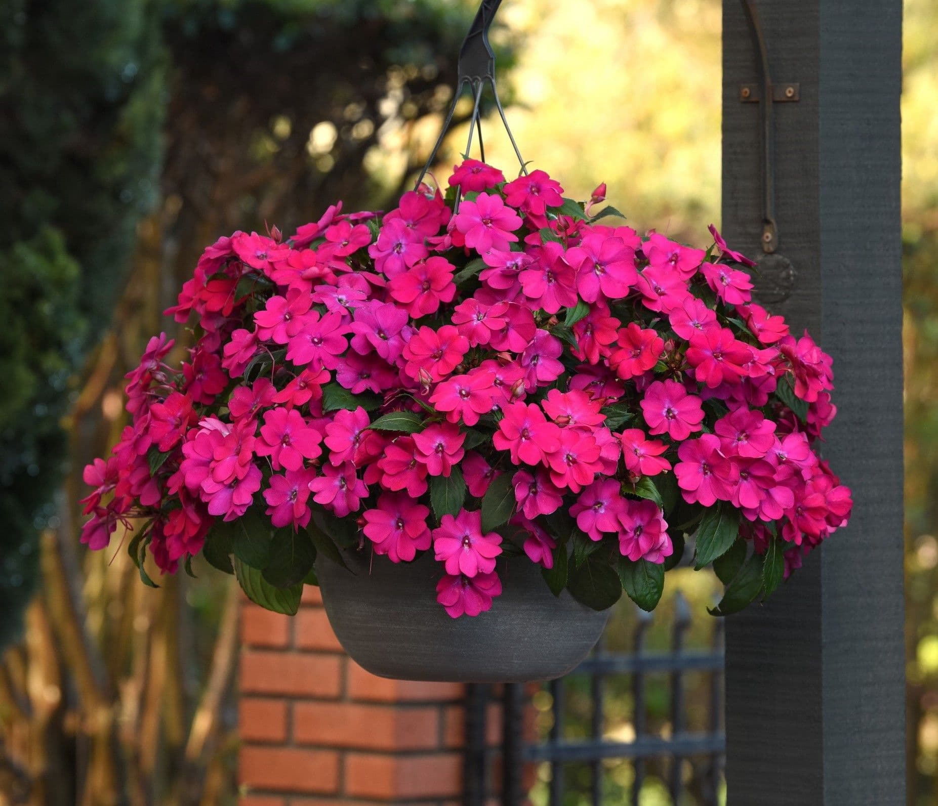 Impatiens Solarscape Assorted