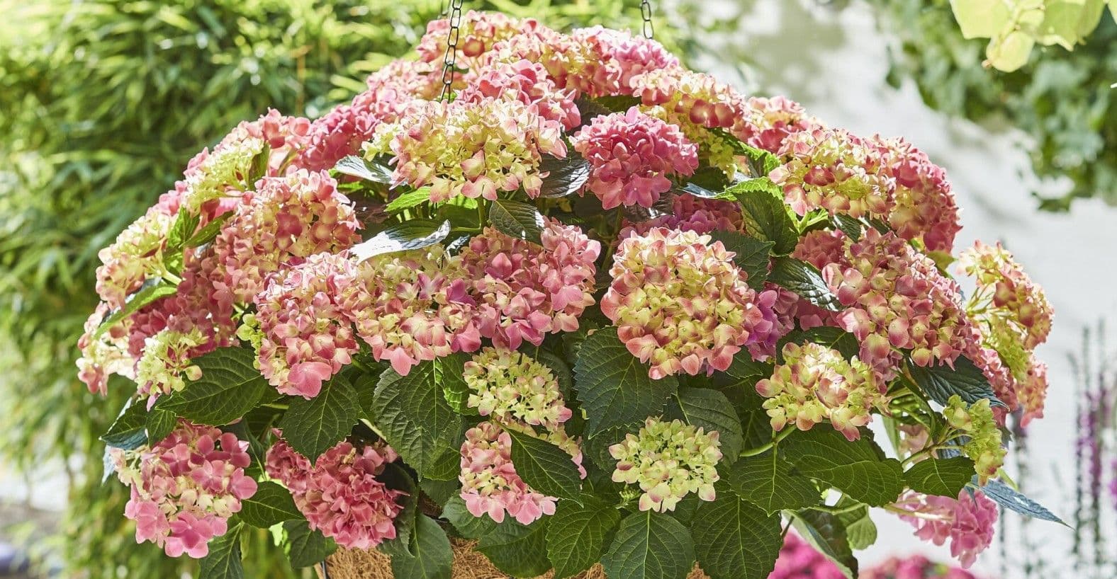 Hydrangea Tabletensia Pink HB