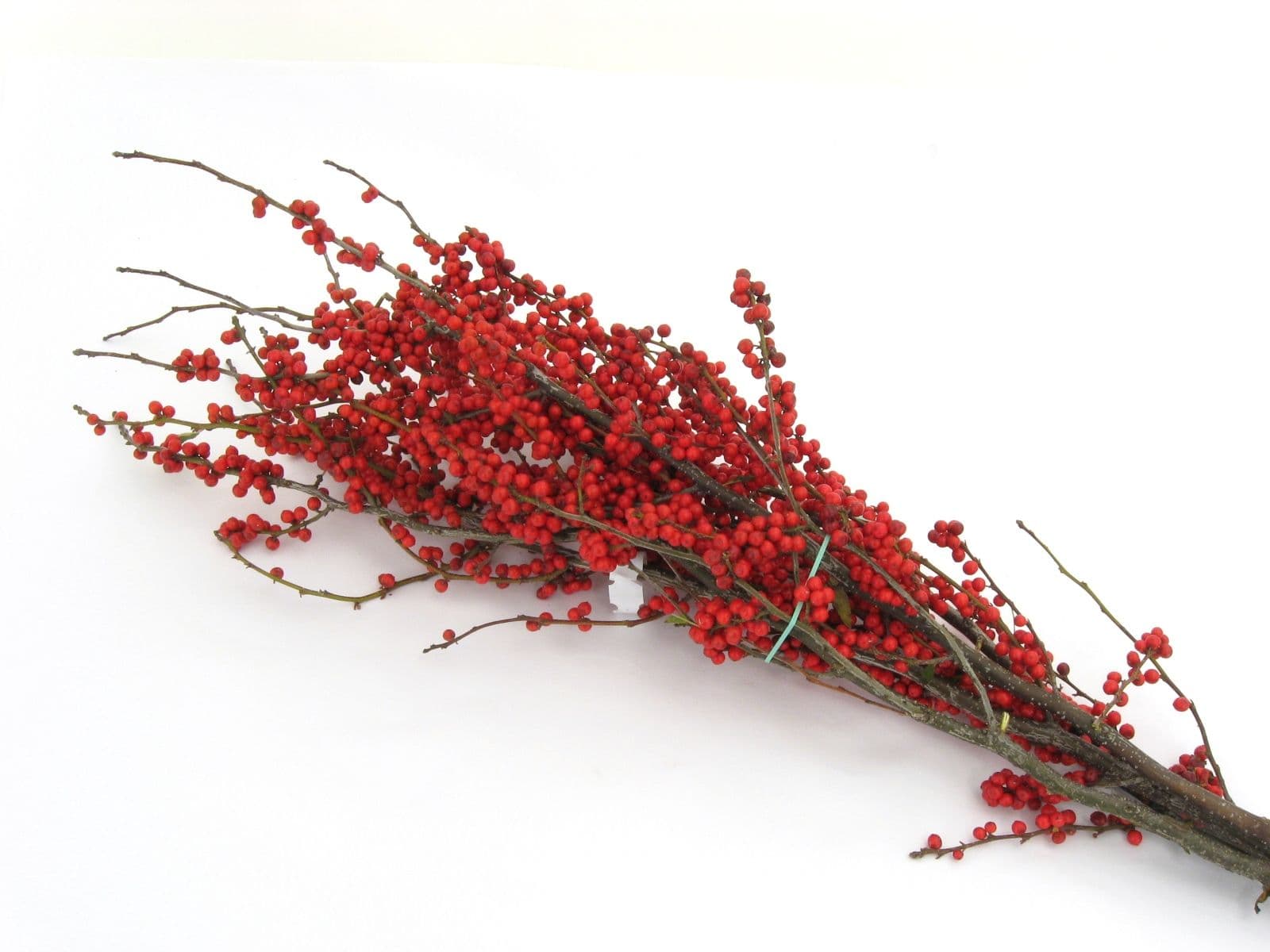 Winterberry Bunch Large 36"-42"