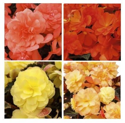 Begonia iCandy Assorted