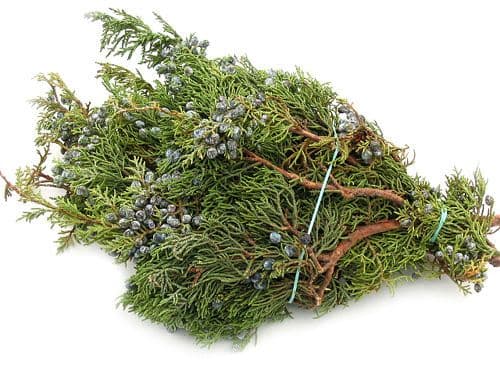 Juniper Blue Berried Bunch
